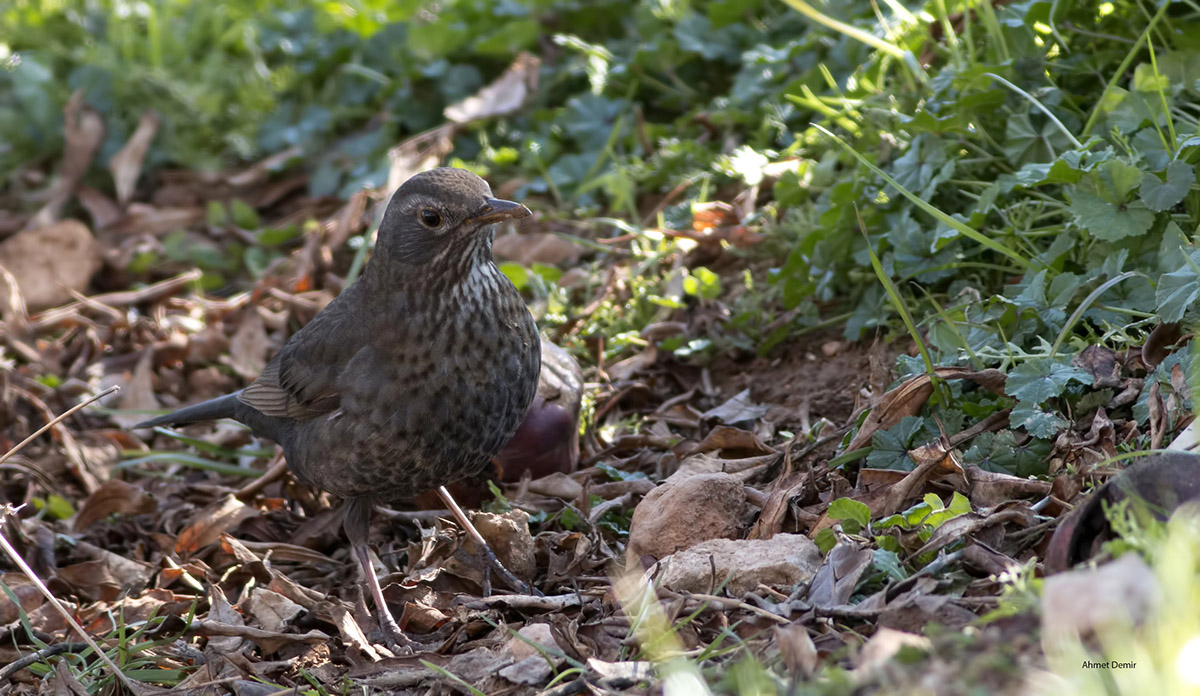 Eurasian Blackbird